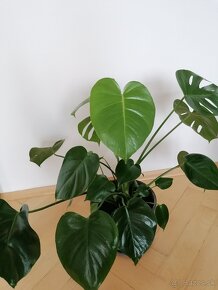 Monstera - 2