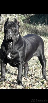 Darujem Feny Cane Corso - 2