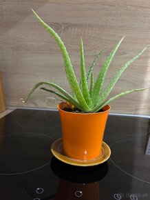 Aloe vera - 2