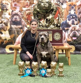 American bully xl xxl - 2