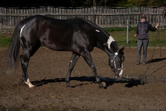 Připouštění APH black overo hřebcem - 2