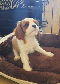 Cavalier King Charles Španiel - 2