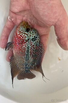 Flowerhorn Super Red Dragon - 2