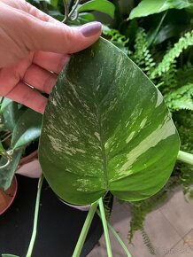 Monstera albo variegata - slabšie panašovanie - 2