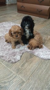 Cavapoo, cavapo (mama cavapoo, otec pudel) - 2