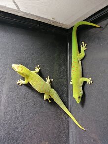 Phelsuma grandis - mladý pár - 2