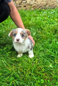 Welsh corgi cardigan štaniatka s PP - 2