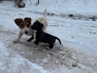 Predám šteniatka jack russel xstafford - 2