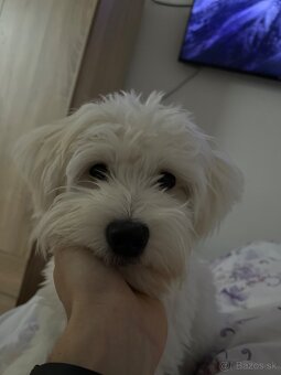 Maltipoo - 2