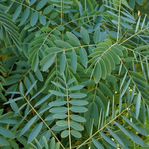 Cassia hebecarpa - 2