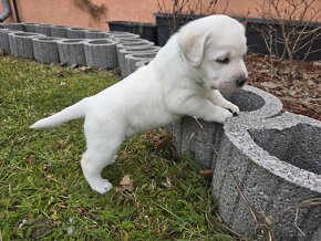 Labrador Retriever s PP - 2