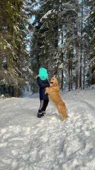 Krytie zlaty retriever - 2