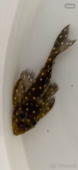 L201 pleco - 2