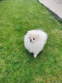 Pomeranian - 2