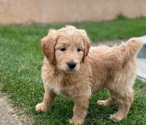 Goldendoodle - 2