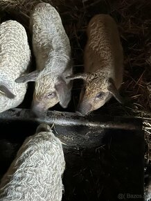 Odstavčatá mangalica,  4+mesiace staré - 2