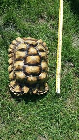 Korytnačka suchozemská Africká - Geochelone sulcata - 2