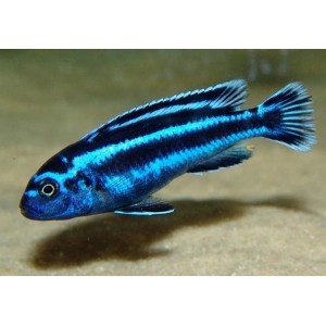 Tropheus dubois, melanochromis maigano - 2