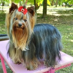 Yorkshire terrier s PP ponuka na krytie - 2