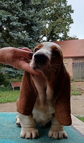 Basset Hound s PP - 2