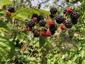 Predám sadenice malín, tayberry, černíc, čiernych ríbezlí - 2