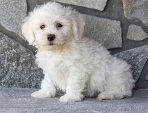 Krásne šteniatka Bichon Frise s rodokmeňom - 2