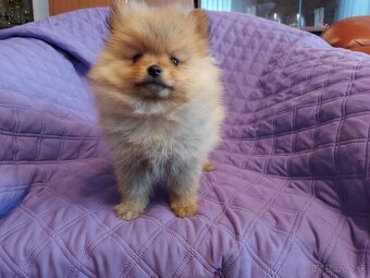 Špic, nemecký špic , oranžový špic, pomeranian - 2