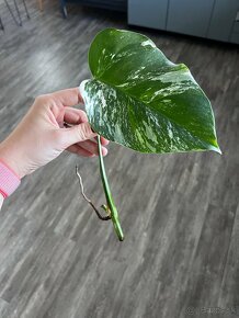 Monstera Albo Variegata - 2