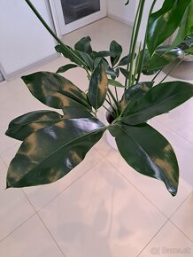 Veľká rastlina Philodendron fun bun,  Fikus pink camouflage - 2