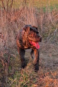 Perro de Pressa Canário  - 5 mesačný psík. - 2