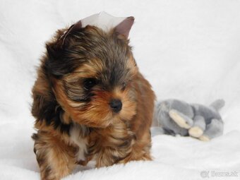 Yorkshire terrier spp - 2