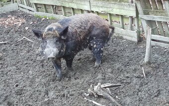 Predám plemenného kanca, kríženec mangalica x diviak. - 2