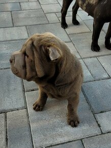 Shar pei/Sharpei - 2