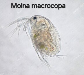 Moina macrocopa-násada - 2