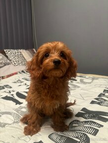 Cavapoo - 2