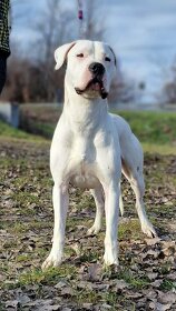 Argentínska doga - mladý hafan s PP (dogo argentino) - 2