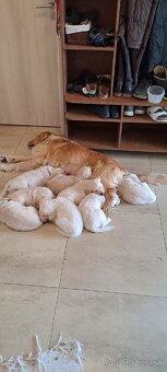 Zlatý retriever - 2