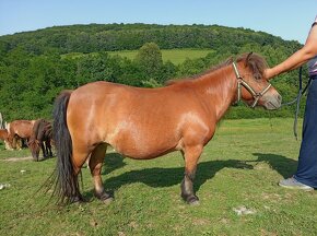 Predám shetland pony, minihorse a mini poníky - 2