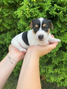 Jack Russel Terier- na predaj - 2