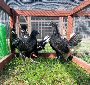 Predám kuriatka paduanka zdrobnela a ayam cemani - 2