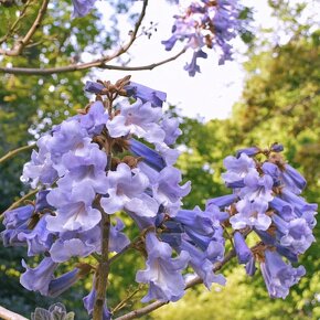 Paulownia plstnatá (tomentosa) - Včelárske dreviny - 2