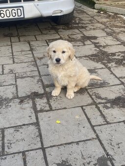 zlaty retriever - 2