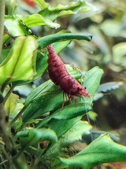 Predám krevetky Neocaridina Red Fire Painted - Grade SS - 2