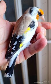 Stehlík pestrý - veľký sibírsky (Carduelis c. major) - 2