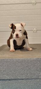 American Bully - 2