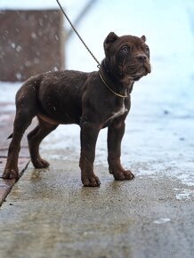 American bully xl šteniatka - 2