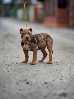 American bully xl šteniatka - 2