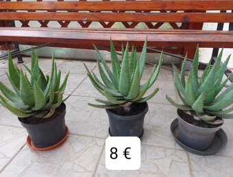 Aloe vera - 2