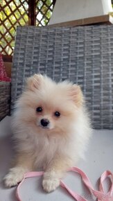 Pomeranian mini - 2