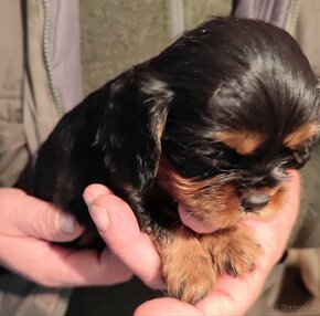 Cavalier king Charles španiel, kavalier - 2